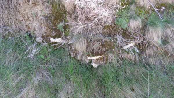 С. Славовица - Магарешки гръб С. Славовица - Магарешки гръб