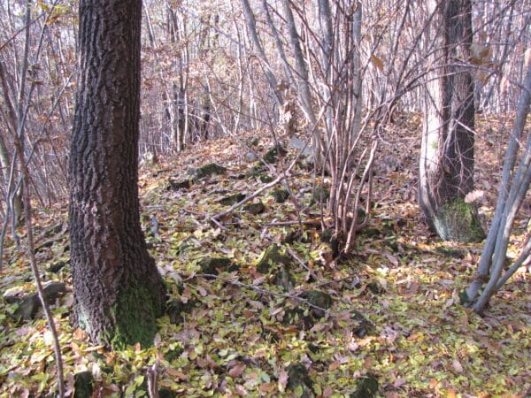 С  Дединци   Канарата