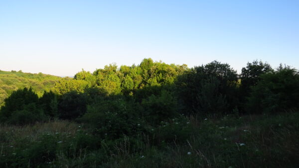 IMG_5093 IMG 5093