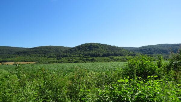 IMG_5154 IMG 5154