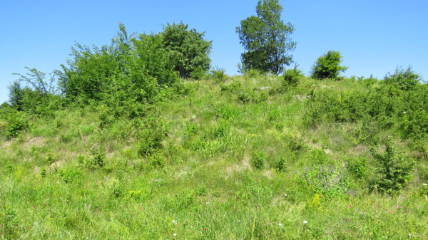 IMG_5199 IMG 5199