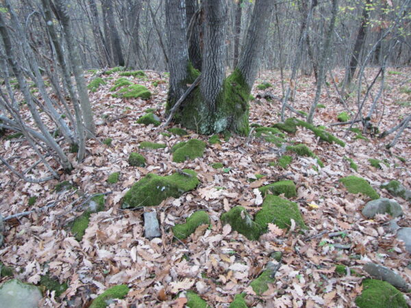 IMG 5536