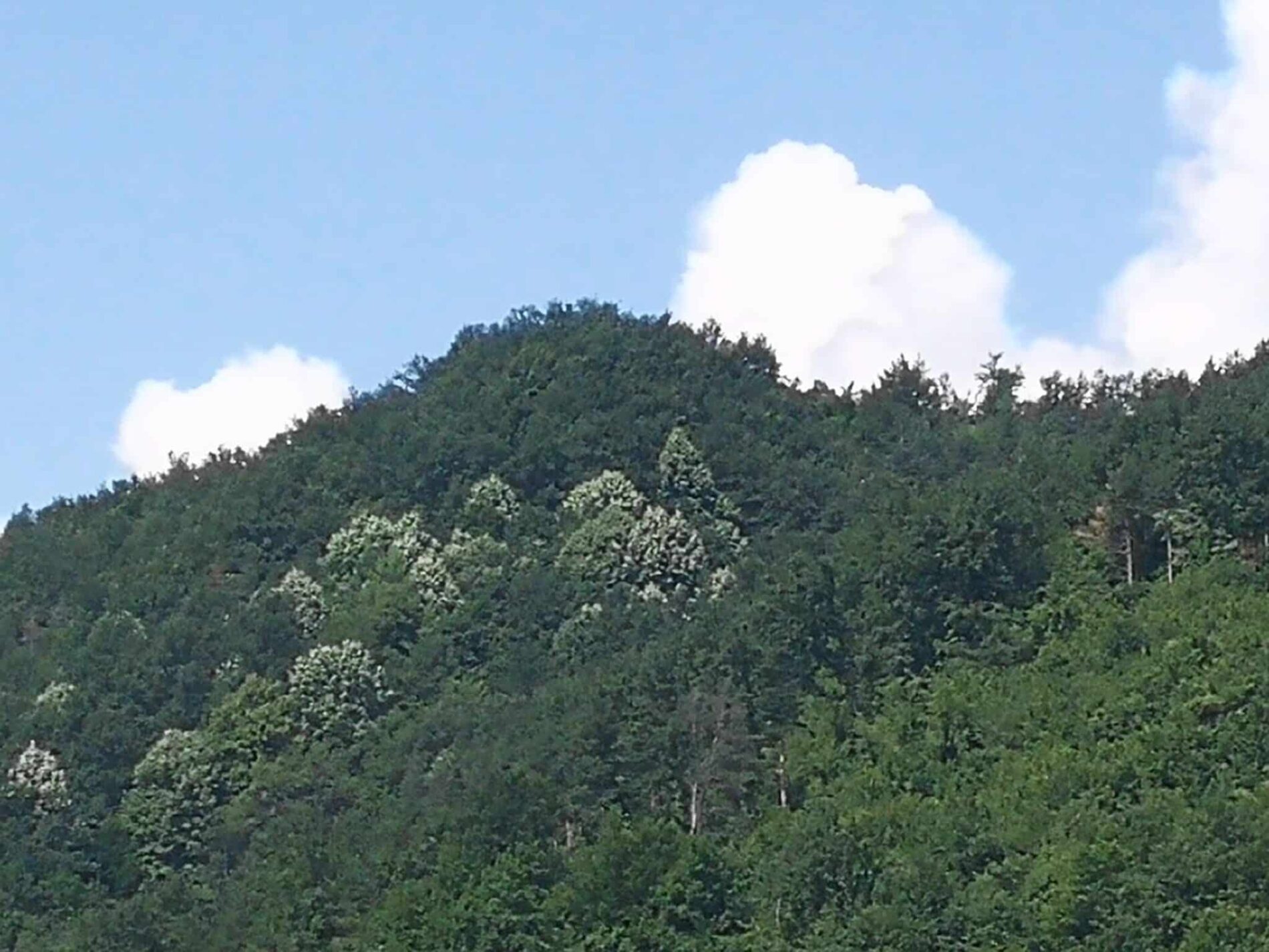 Гр  Троян   Шамос