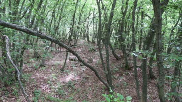Черенча - Хороташ