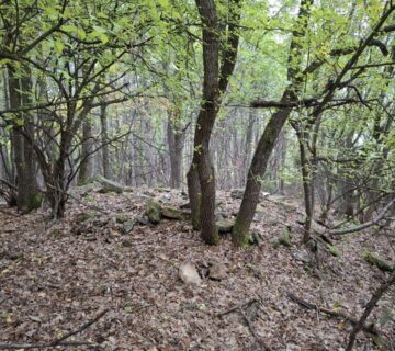 Пъдарци - Демир хан