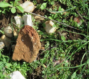 Белополяне - Голяма