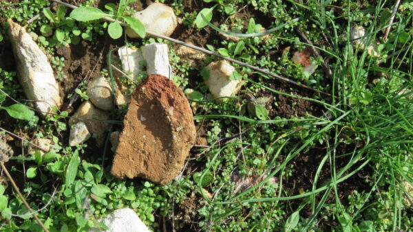 Белополяне - Голяма Белополяне - Голяма